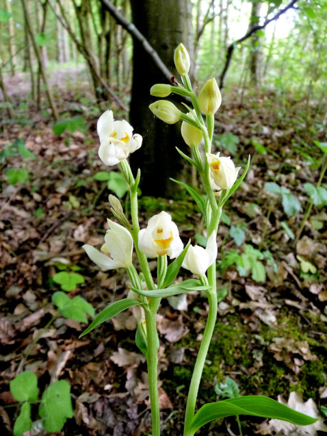 White helleborine, photo Peter Herring
